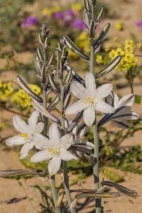 Asparagaceae Gallery: Desert lily (Hesperocallis undulata). Lower Colorado Desert, Northern Baja, Mexico
