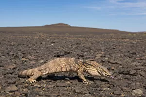 Images Dated 24th July 2020: Desert monitor (Varanus griseus) on rocky desert landscape, Aydar, Southern Morocco