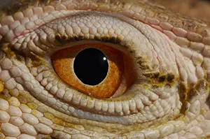 Desert monitor (Varanus griseus griseus) occurs in Sahara Desert. Controlled conditions