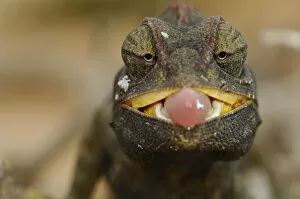 Desert / Namaqua Chamaeleon (Chamaeleo namaquensis) juvenile with tongue exposed
