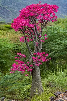 Pink Gallery: Desert rose (Adenium obesum) tree in flower, Bogoria Game Reserve, Kenya