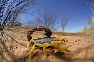 Arachnids Gallery: Desert scorpion {Parabuthus villosus} Namib desert, Namibia