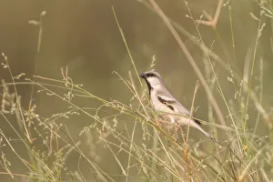 Old World Sparrow Prints: Desert sparrow (Passer simplex) perched in long grass, Aousserd, Western Sahara, Africa