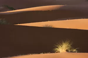 Desert vegetation in the dunes, Sahara desert, Erg Chebbi, Southern Morocco, Africa