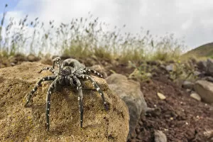 Arachnid Gallery: Deserta Grande wolf spider (Hogna ingens), Deserta Grande, Madeira, Portugal. Critically endangered