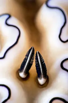 Gastropoda Prints: Details of the rhinophores of a Nudibranch (Doriprismatica atromarginata) on a coral reef