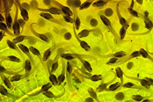 Tadpole Prints: Developing eggs of Spotted reed frog (Hyperolius puncticulatus) at day 8