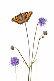 Aglais Gallery: Devil s-bit scabious (Succisa pratensis) and Small tortoiseshell butterfly (Aglais