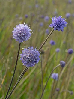 Images Dated 24th August 2017: Devil s-bit scabious (Succisa pratensis) late summer, Norfolk, England, UK, August