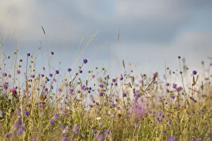 Dipsacaceae Prints: Devil s-bit Scabious (Succisa pratensis) growing in calcareous grassland