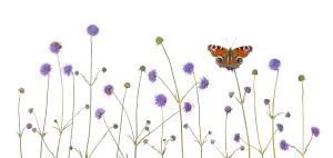 Composite Images Prints: Devil s-bit scabious (Succisa pratensis) and Peacock butterfly (Inachis io) Peak