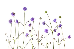 White Background Prints: Devil s-bit scabious (Succisa pratensis) Peak District National Park