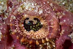 Devil scorpionfish (Scorpaenopsis diabolus) close up of eye, Pak Lap Tsai, Sai Kung