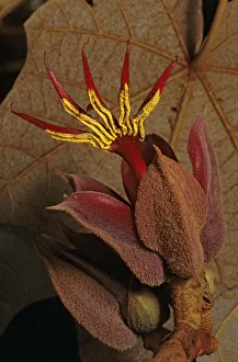 Mallow Prints: Devils hand Tree (Chiranthodendron pentadactylon) flower, Filo de Caballos