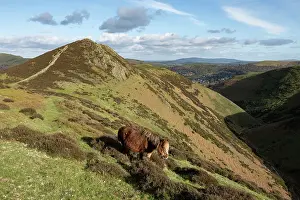 Devil's Mouth and Welsh Mountain pony, Townsbrook Valley, Long Mynd, Shropshire Hills National Landscape, England, UK. March, 2024