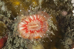 Devonshire cup coral (Caryophyllia smithii) L'Etac, Sark, British Channel Islands