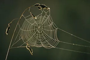 Images Dated 26th January 2010: Dew on cobweb, Berwickshire, Scotland, UK, September