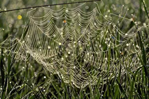 Arachnids Gallery: Dew on cobweb, Berwickshire, Scotland, UK, September
