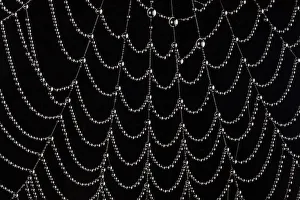 Autumn Prints: Dew-covered cobweb. Thursley Common, Surrey, UK. October