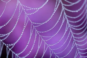 Arachnids Gallery: Dew covered spiders web with pink flowering heather in the background, Arne RSPB reserve