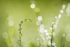 Dew on grass, Monmouthshire Wales, UK, September