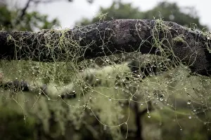 Republic Of Madagascar Prints: Dew on lichens in mountain cloud forest (ca. 1800 m), Marojejy National Park, Madagascar