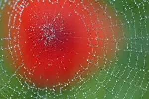 Images Dated 20th April 2013: Dew on spiderweb with Common poppy (Papaver rhoeas) in the background, Sierra de