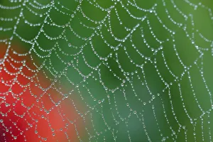 Dew on spiderweb with Common poppy (Papaver rhoeas) in the background, Sierra de