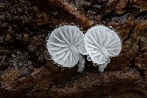 Composite Images Prints: Dewdrop bonnet (Hemimycena tortuosa) growing on fallen log