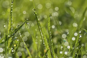 Droplet Gallery: Dewdrop on grass with bokeh affect, Monmouthshire, Wales, UK, September