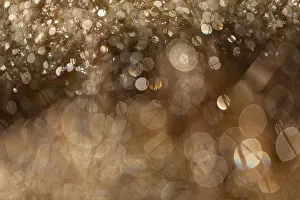 Drops Prints: Dewdrops glistening at dawn, Glenfeshie, Inshriach, Cairngorms NP, Scotland, UK