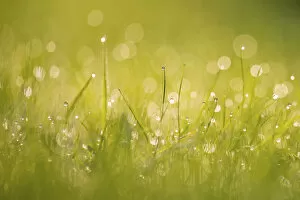 Images Dated 23rd September 2014: Dewdrops on grass with bokeh affect, Monmouthshire, Wales, UK September