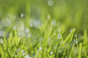 Dewdrops on grass, Monmouthshire, Wales UK, October