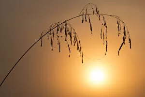 Images Dated 20th February 2013: Dewy grass stem, backlit by rising sun, Tamar Lakes, Cornwall, UK. September 2012