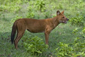 Axel Gomille Collection: Dhole / Asiatic Wild Dog (Cuon alpinus). Karnataka, India