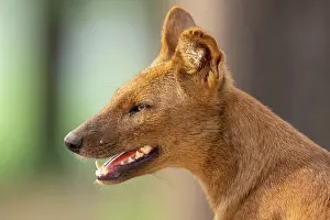 Karnataka Prints: Dhole (Cuon alpinus) head portrait