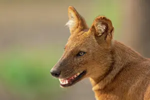 Karnataka Prints: Dhole (Cuon alpinus) head portrait