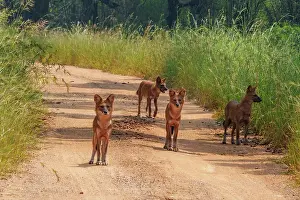 Maharashtra Prints: Dhole (Cuon alpinus) pack on dirt track