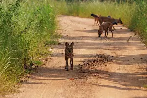 Maharashtra Prints: Dhole (Cuon alpinus) pack on dirt track