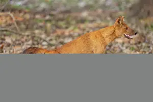 Karnataka Prints: Dhole (Cuon alpinus) stretching
