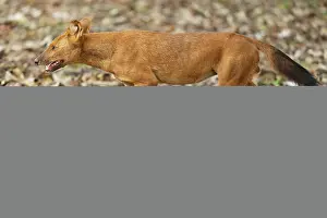 Running Prints: Dhole (Cuon alpinus) walking through forest