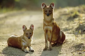 Nick Garbutt Gallery: Dhole / Indian wild dog {Cuon alpinus} Kanha NP, India