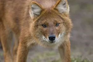 Mark Bowler Prints: Dhole / Indian wild dog (Cuon alpinus) portrait, captive