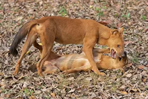 Play Fights Prints: Two Dholes (Cuon alpinus) play fighting and socialising