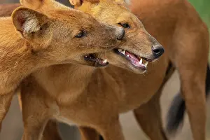 Social Behaviour Prints: Two Dholes (Cuon alpinus) socialising