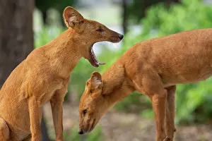 Karnataka Prints: Two Dholes (Cuon alpinus) one yawning