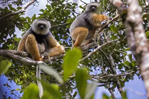 Diademed sifaka (Propithecus diadema diadema) pair, Maromizaha Reserve, Andasibe Mantadia area