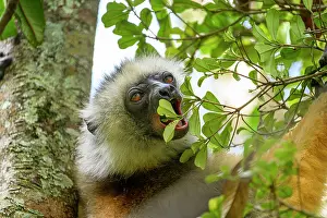 Sifaka Prints: Diademed sifaka (Propithecus diadema) feeding on leaves in forest canopy