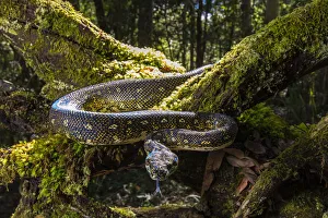 New South Wales Prints: Diamond Python (Morelia spilota spilota) a subspecies of the more common Carpet python