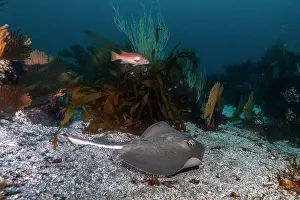 Galapagos Prints: Diamond stingray (Hypanus dipterurus) swimming over seabed